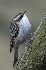 Short-toed treecreeper (Certhia brachydactyla) climbing on a tree.
