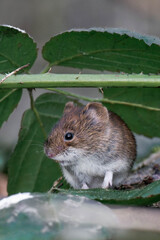 Bank vole (Clethrionomys glareolus) sitting on the ground.