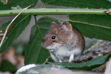 Bank vole (Clethrionomys glareolus) sitting on the ground.