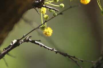 Flor del árbol del Espinillo