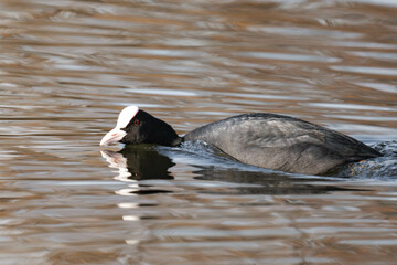 Coot swimming in a lake.