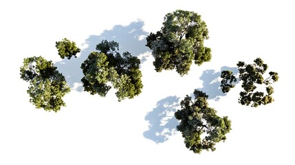 Aerial tree view with shadows, design element