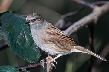 Dunnock (Prunella modularis) sitting on a tree branch.