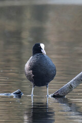 Coot standing on a tree branch in a lake.