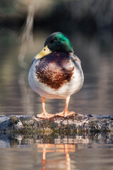 Male mallard duck standing on a tree branch at a lake.