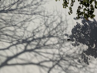 shadow of a tree on a white wall in winter