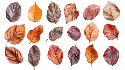 Colorful autumn leaves collection for seasonal decor leaf on a transparent background. Orange, yellow, brown color dry and green leave concept.