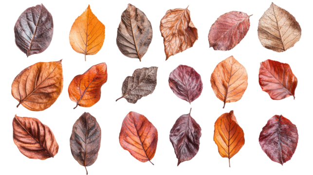 Colorful autumn leaves collection for seasonal decor leaf on a transparent background. Orange, yellow, brown color dry and green leave concept.