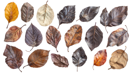 Colorful autumn leaves collection for seasonal decor leaf on a transparent background. Orange, yellow, brown color dry and green leave concept.