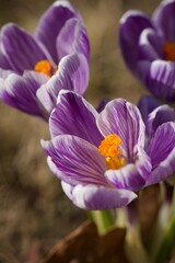 Fototapeta premium purple crocus flowers