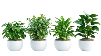 Greenery in ceramic pots on transparent background.  Indoor plant collection, herbs, houseplant for decorated in bedroom concept.