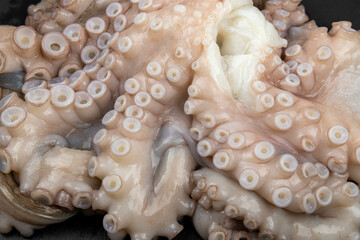 Raw octopus on the plate