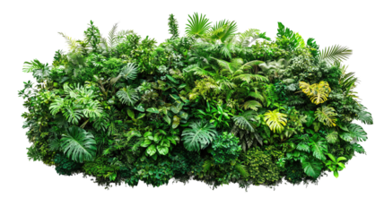 Lush greenery plant with varied leaves and foliage on transparent background. 