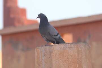 Rock Pigeon Close Up