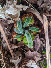 Close-up of a vibrant cluster of green Fiddleheads (Ostrich Fern) thriving on the forest floor. Highlighting the tranquility and beauty of natural food in nature during spring.