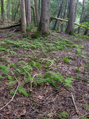 A vibrant cluster of green Fern plants thriving on the ground in a dense forest, highlighting the tranquility and beauty of natural landscapes with rich foliage during summertime.