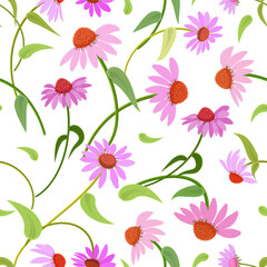 seamless texture of purple coneflowers herbs with leaves. blooming echinacea purpurea flowers.