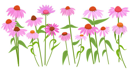 collection of purple coneflowers herbs with stems and leaves. set of blooming echinacea purpurea plants. bouquet of pink daisies