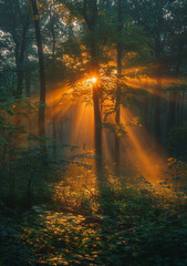 Obraz premium Sunlight Streaming Through Trees in Forest Creating Golden Light Rays
