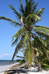 Kokospalme
