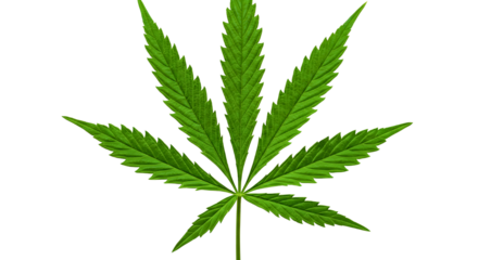 Cannabis or hemp or marijuana green fresh leaf isolated transparent background