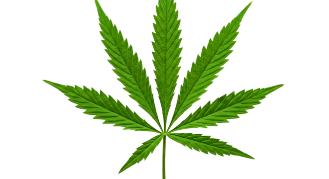 Cannabis or hemp or marijuana green fresh leaf isolated transparent background 
