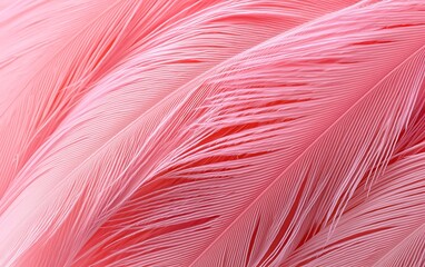 Fototapeta premium Close-up of pink bird feathers