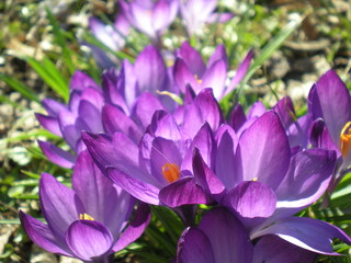 fioletowe krokusy w zbliżeniu  © Joanna