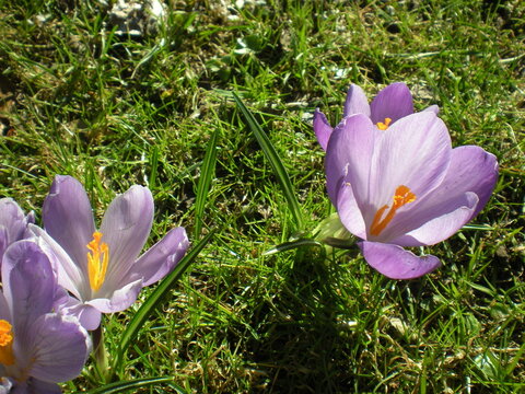 fioletowe krokusy 