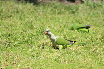 Loro 