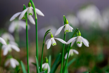 Delicate Snowdrop Flowers Blooming Peacefully in a Natural Spring Setting