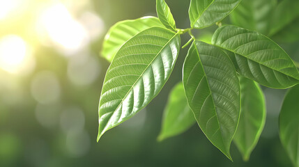 Obraz premium Close Up Green Leaf Illuminated By Bright Sunlight Against Blurred Green Bokeh Background