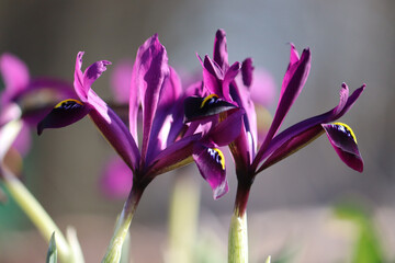 Purple netted iris (Iridodictyum reticulatum or Iris reticulata) flowers in spring garden