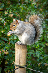 Close-up of a grey squirrel perched on a wooden post in Holland Park London