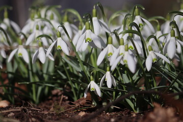 Flowering white snowdrop (Galanthus nivalis) plants in spring garden