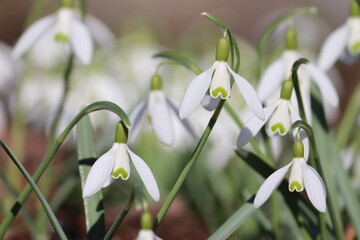 Flowering white snowdrop (Galanthus nivalis) plants in spring garden