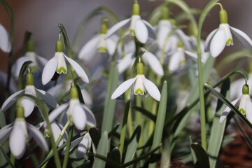 Flowering white snowdrop (Galanthus nivalis) plants in spring garden