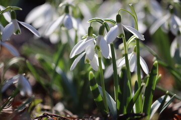 Fototapeta premium Flowering white snowdrop (Galanthus nivalis) plants in spring garden