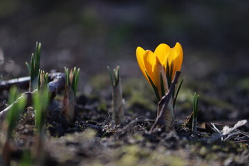Obraz premium Yellow Crocus chrysanthus flower in spring garden