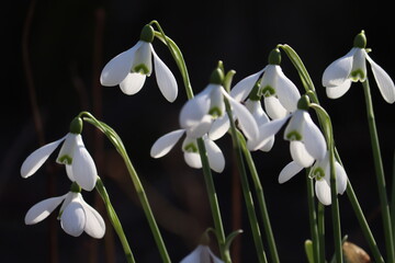 Flowering white snowdrop (Galanthus nivalis) plants in spring garden