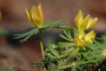 Flowering yellow winter aconite (Eranthis hyemalis) in spring garden