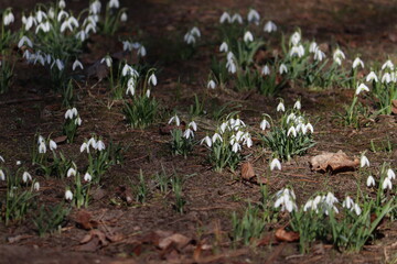 Flowering white snowdrop (Galanthus nivalis) plants in spring garden