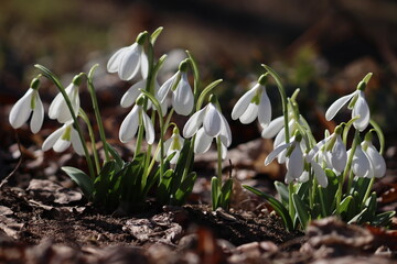 Flowering white pleated snowdrop (Galanthus plicatus) plants in spring garden