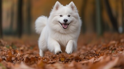 Fototapeta premium Happy Samoyed dog running in autumn leaves at a park under golden trees in a sunny afternoon