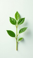 Obraz premium Small herb in isolation on white background with soft colors, foliage, green