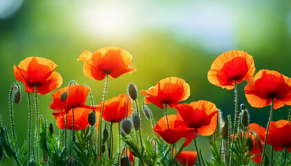 Poppy flowers on blurred nature wallpaper, banner for website