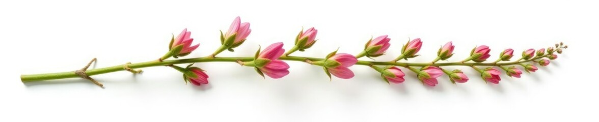 Naklejka premium Isolated plant stem with details on white background, plants, flowers