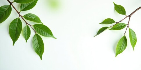 Naklejka premium Isolated tree branches on a clean white surface, tree branches, nature, clean