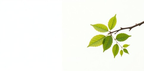Obraz premium Single branch against a bright white background, isolated