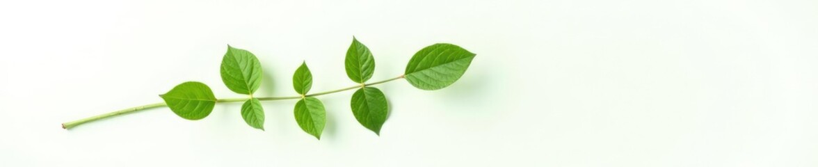 Single branch on white background with subtle leaf veins, botanical, nature